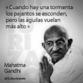 /album/imagenes/cuando-hay-una-tormenta-los-pajaros-se-esconden-pero-las-c3a1guilas-vuelan-mc3a1s-alto-yecla-ofertas-frases-celebres-mahatma-gandhi-jpg/