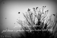 /album/frases-ed-echriz/crows-holga7-jpg1/